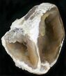 Agatized Fossil Coral Geode - Florida #22423-1